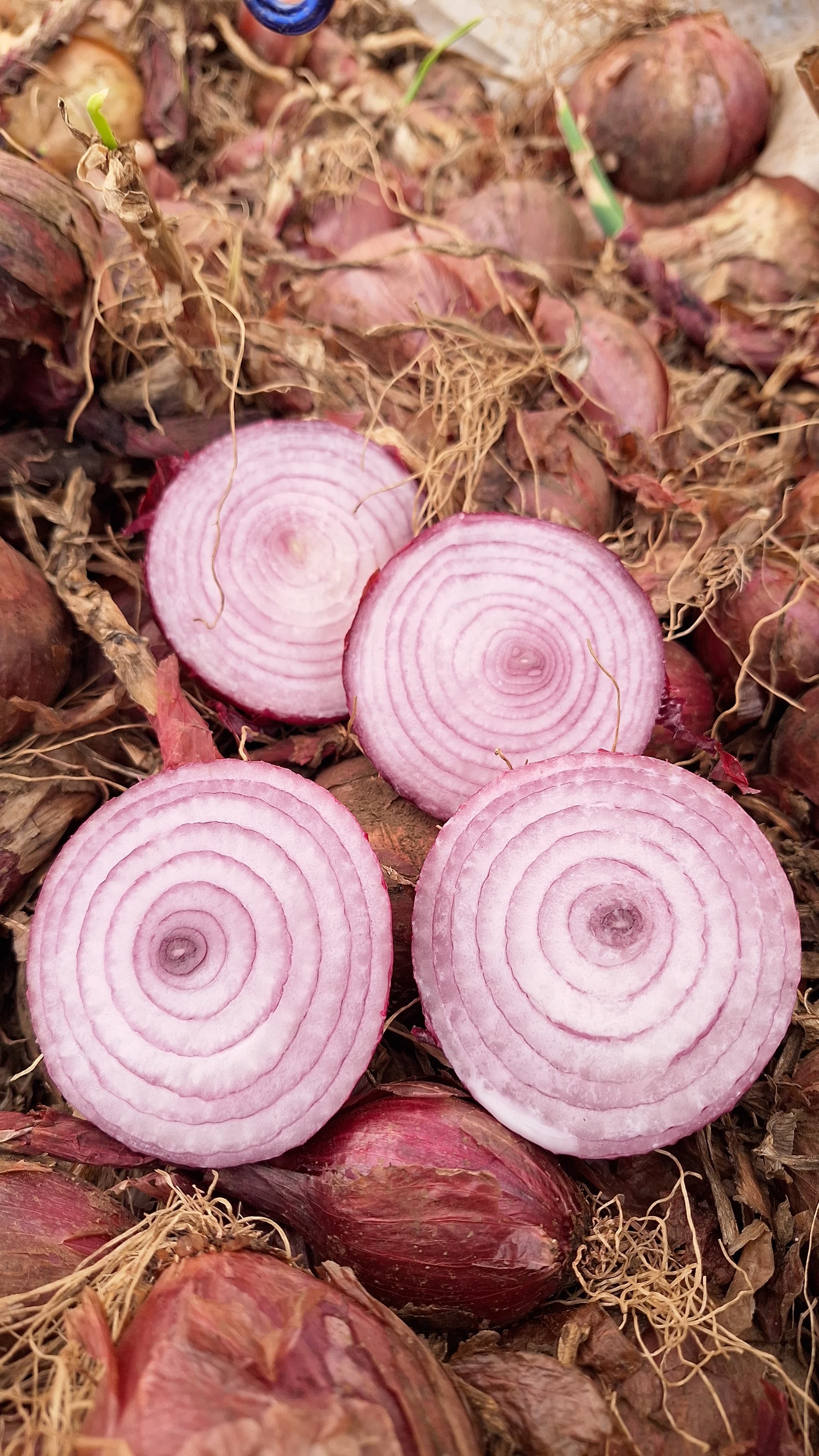 Onion