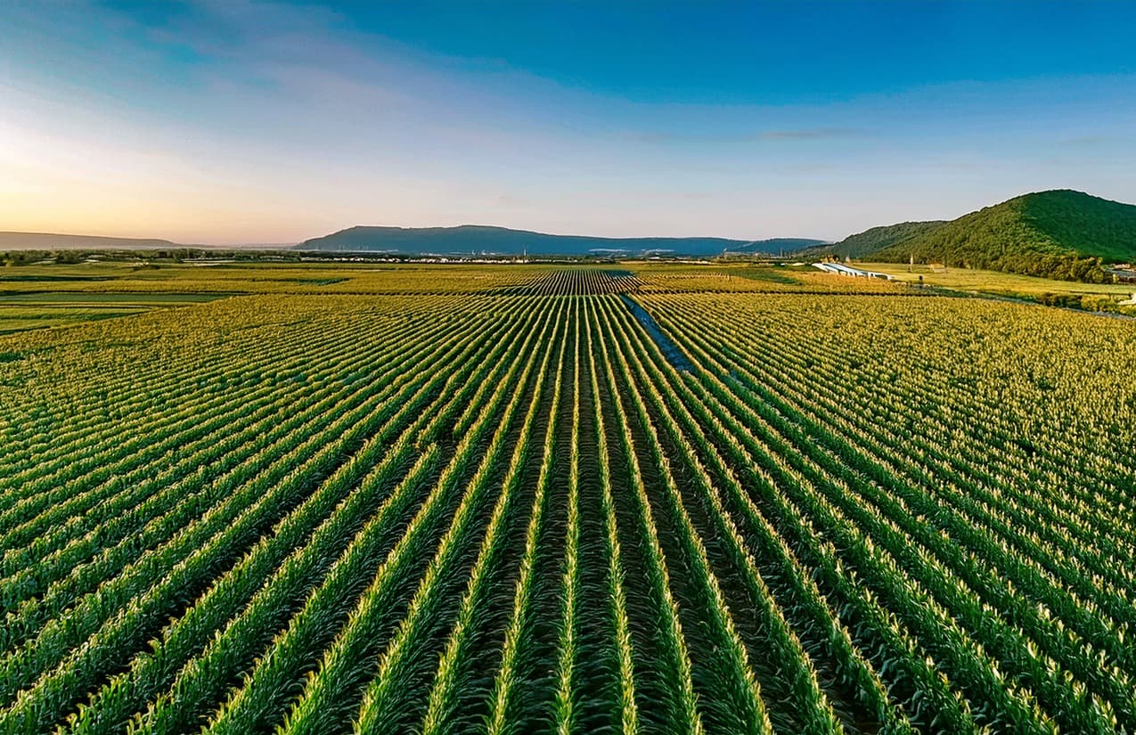 Popoyán crops