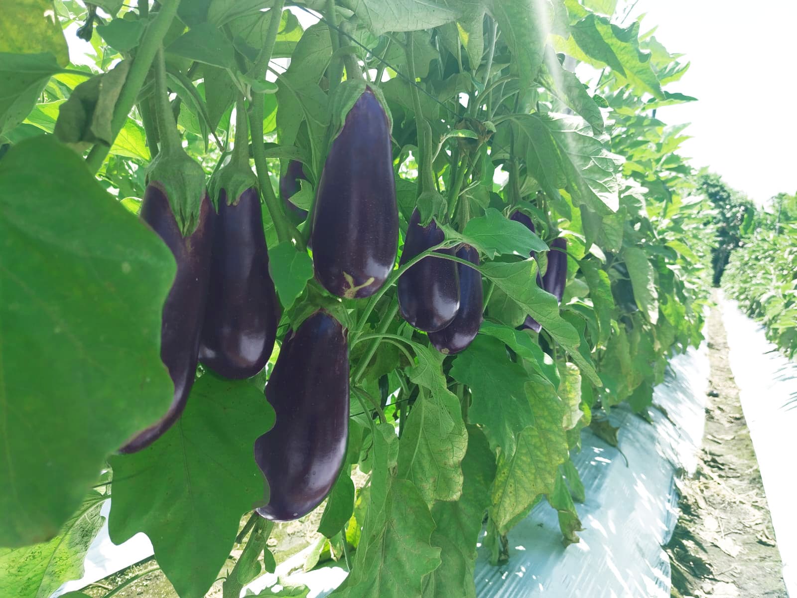 Eggplant