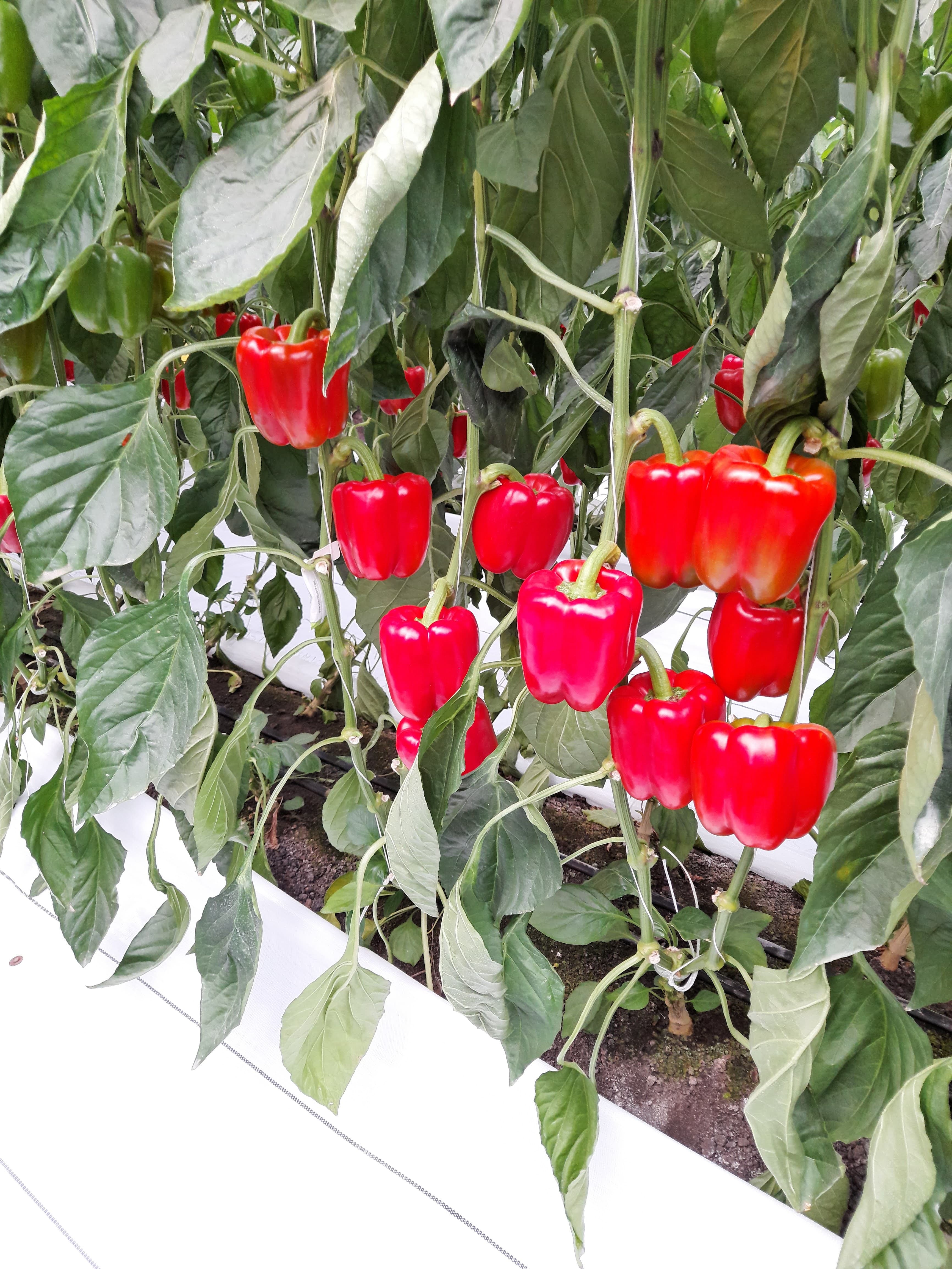 Felicitas 3