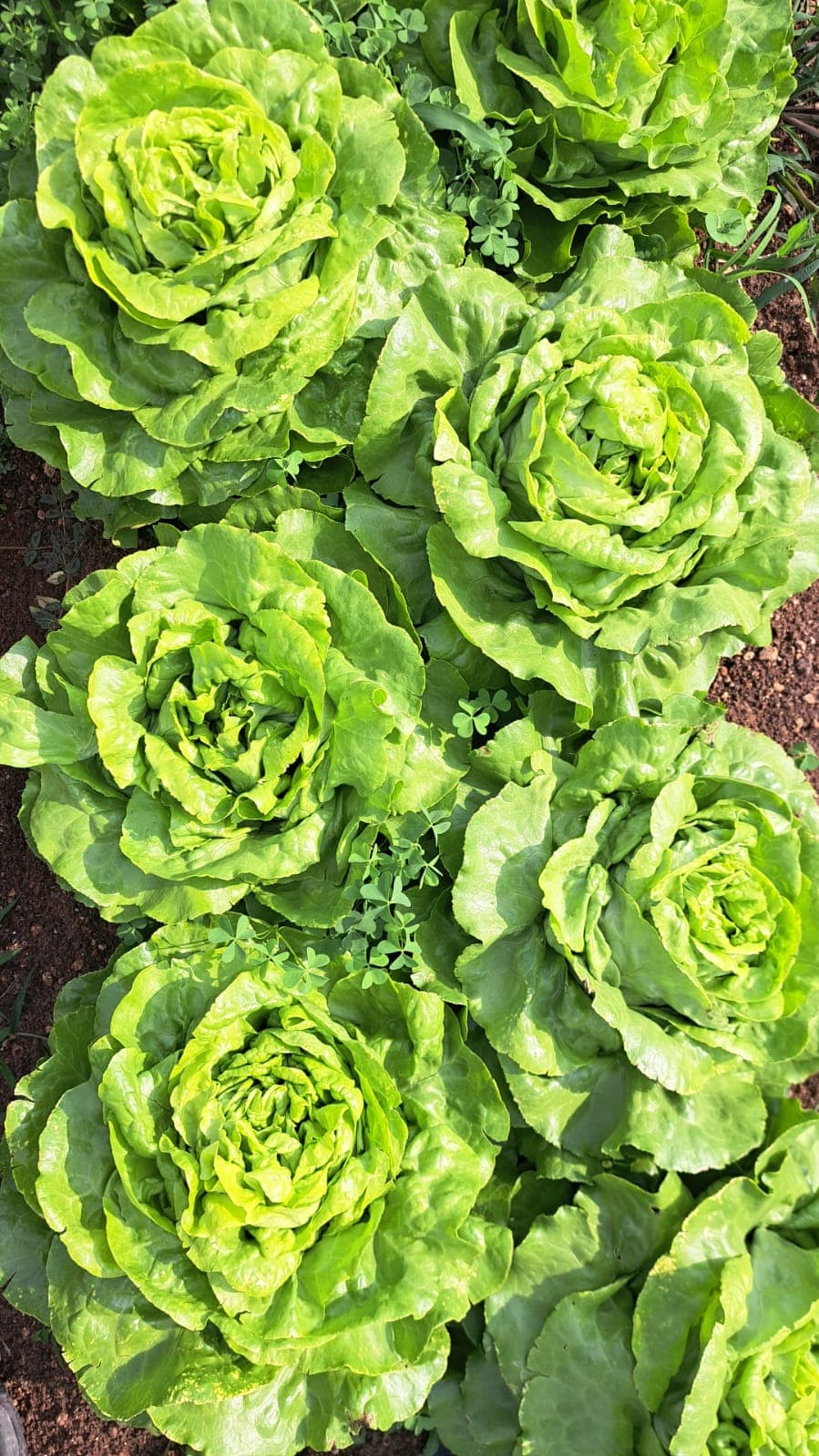 Lettuce