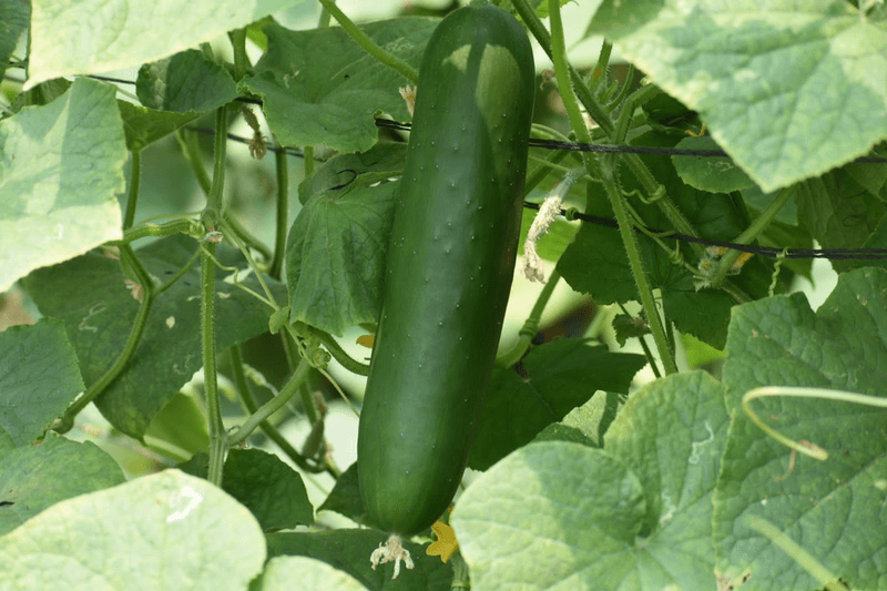 Cucumber