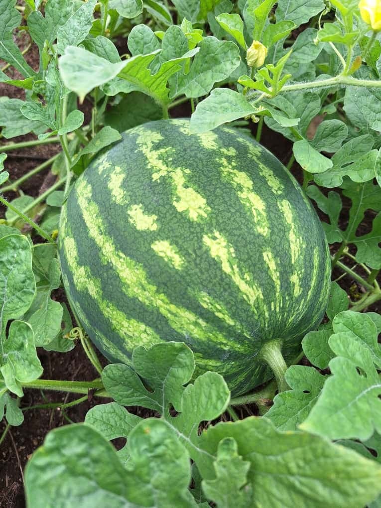 Watermelon