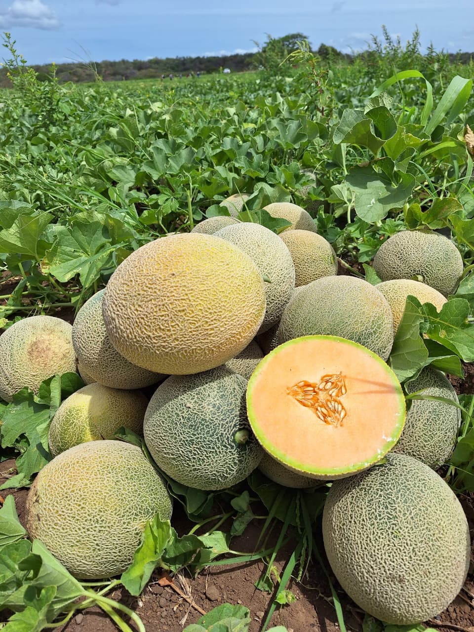 Melon