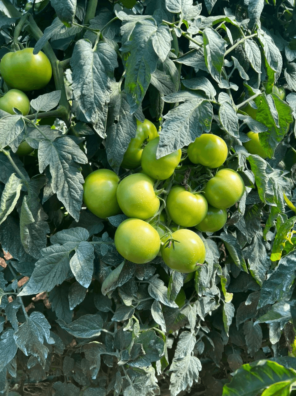 Tomato